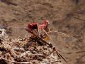 Crocothemis erythraea